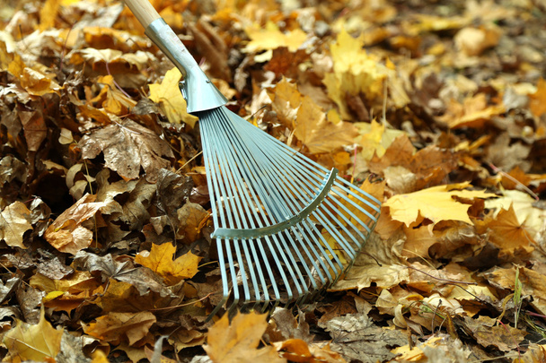 Прибирання осіннього листя в парку
 - Фото, зображення