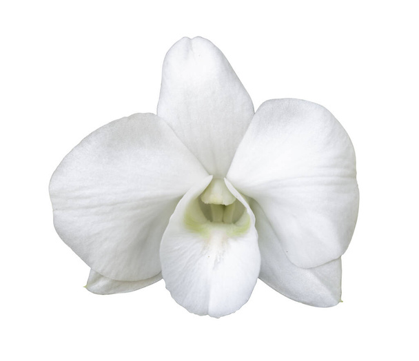 szép virág orchidea, fehér phalaenopsis elszigetelt fehér background - Fotó, kép