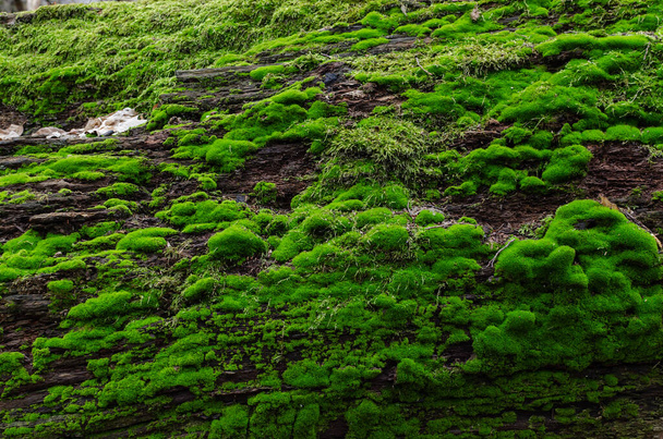 musgo verde en la corteza de un viejo árbol en el bosque en un día soleado, primer plano - Foto, imagen