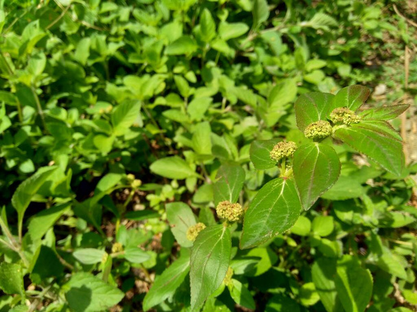Κοντινό πλάνο Euphorbia hirta (φύκια κήπου, φύκια Άσθμα, φύκια φίδι, γαλακτόχορτα). Εμφάνιση στρογγυλή τούφα από μικρά λουλούδια, πράσινο ματζέντα, προσκόλληση σε μακρύ μίσχο που καλύπτεται από μαλακό αγκαθωτό. - Φωτογραφία, εικόνα