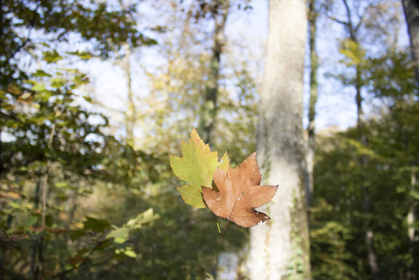 Les feuilles de sycomore jaune séchées sont tenues à la main. Retiré dans la forêt
. - Photo, image
