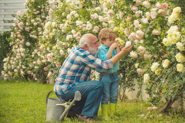 Planting flowers. Grandfather and grandson in beautiful garden. Senior man with grandson gardening in garden. Spring and summer. - Photo, image