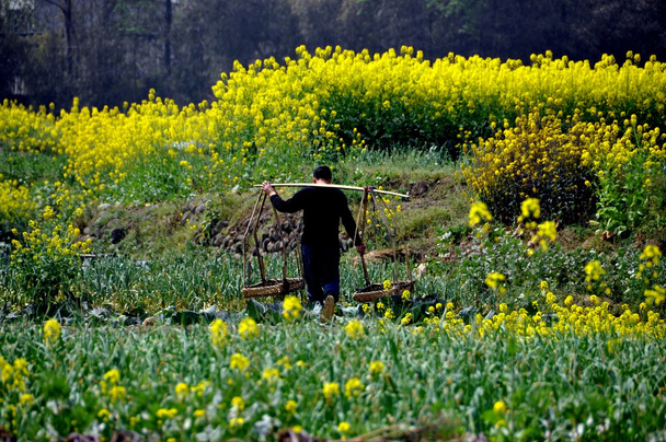 Çin: sarımsak alanındaki saman basekts taşıyan çiftçi - Fotoğraf, Görsel