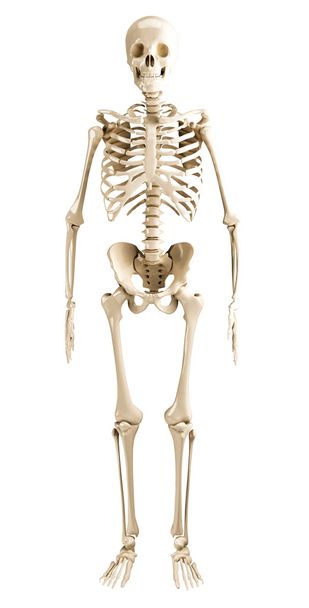 İnsan iskeleti - Fotoğraf, Görsel
