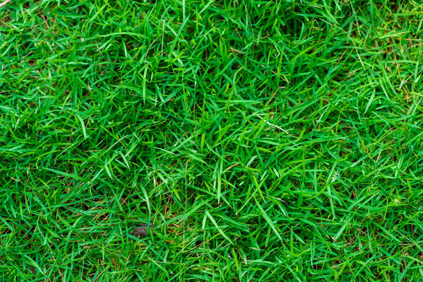 Green grass background nature texture, decoration object - Photo, Image