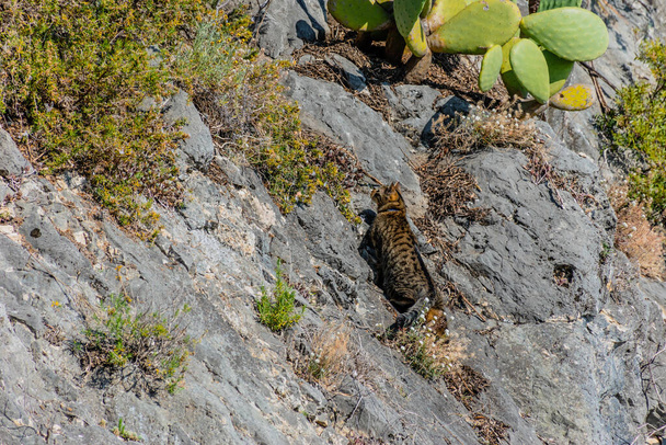 Egy kóbor macska a sziklán követi a zsákmányát, és támadásra készül, miközben levadászik egy madarat. - Fotó, kép