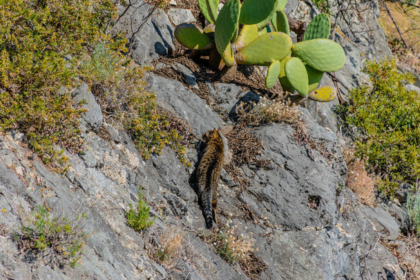 Бездомний кіт на скелі полює на птаха, який готується напасти
 - Фото, зображення