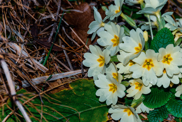 Un primer plano de las flores de onagra común (Primula vulgaris) en un bosque
 - Foto, Imagen