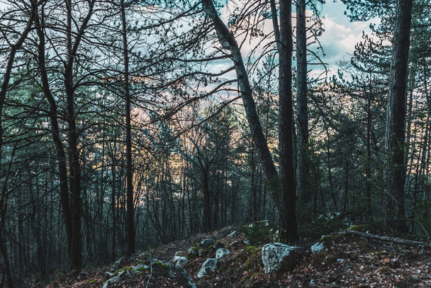 Темный вид на сосновый лес на закате с Альпами на заднем плане
 - Фото, изображение