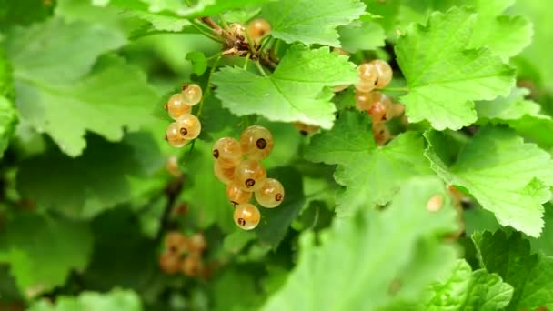 berry white currant on a branch of a shrub in the open air cultivation of useful berries - Footage, Video