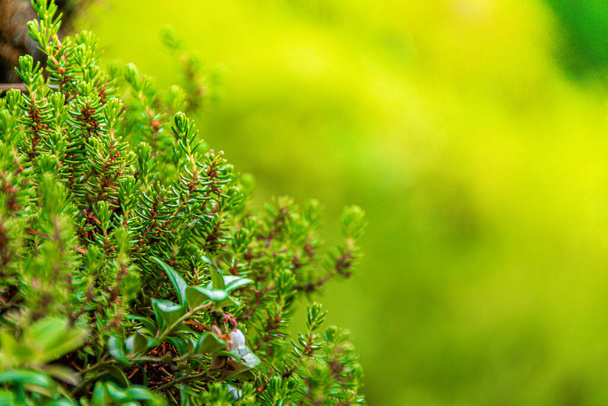 les plantes forestières, les feuilles vertes et les jeunes pousses comme tapis d'herbe - Photo, image