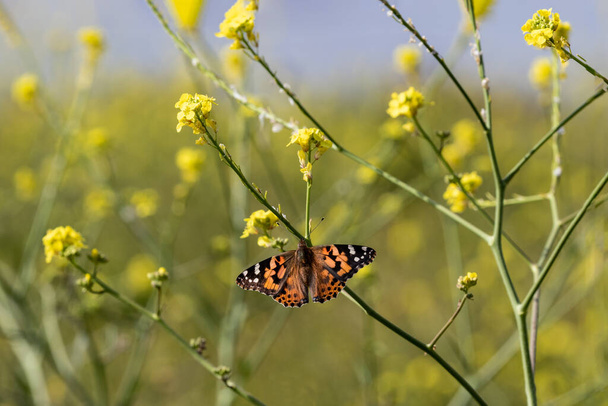 Motýl Painted Lady (vanessa cardui) na hořčičném květu, poblíž Malibu, Kalifornie. Pole hořčičných květin, modré nebe v dálce.   - Fotografie, Obrázek