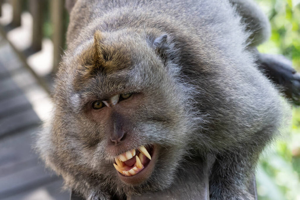 Balinese Long Tailed Monkey (Macaque), ξαπλωμένη σε ξύλινο κιγκλίδωμα που αντιμετωπίζει κάμερα. Στόμα ανοιχτό, δόντια βγαλμένα. Στο Ubud, Μπαλί, Ινδονησία. - Φωτογραφία, εικόνα