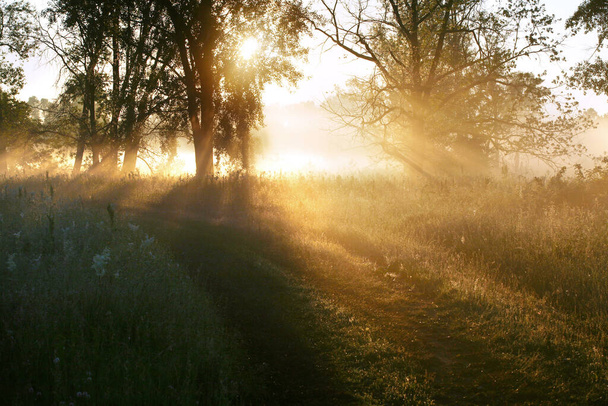 summer landscape of dense fog early in the morning in the woods at dawn - Fotoğraf, Görsel