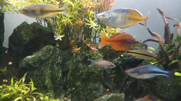 ryhmä sateenkaaren kaloja makeassa vedessä istutettu akvaario
 - Valokuva, kuva