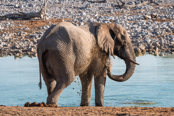 Elephant Mud Bathing, Spuiten met zijn Trunk bij Okaukuejo Waterhole in Etosha National Park, Namibië, Afrika - Foto, afbeelding