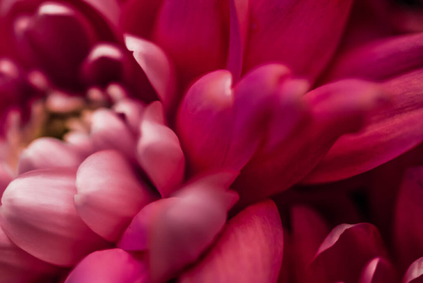 Blooming chrysanthemum or daisy flower, close-up floral petals as botanical background, macro - Foto, afbeelding