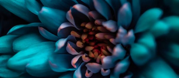 Blooming chrysanthemum or daisy flower, close-up floral petals as botanical background, macro - Photo, Image