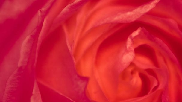 Blooming rose, close-up of garden flower in spring, macro - Foto, Bild
