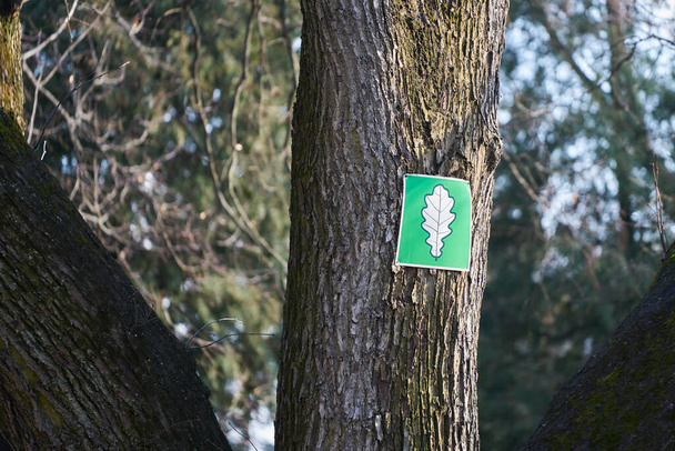 Metalowy znak na drzewie. Wyhodowany w szyldzie pnia drzewa w postaci strzały. Kora buka. Kora zielona. - Zdjęcie, obraz