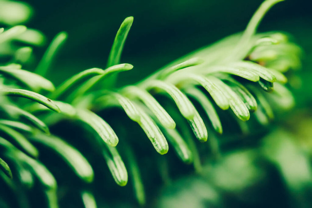 Вічнозелена гілка ялинки як ботанічний фон, природа та концепція навколишнього середовища
 - Фото, зображення