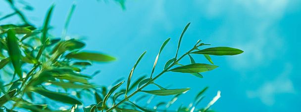 Оливковые листья и голубое небо в солнечное лето, ботанический фон и фон природы
 - Фото, изображение