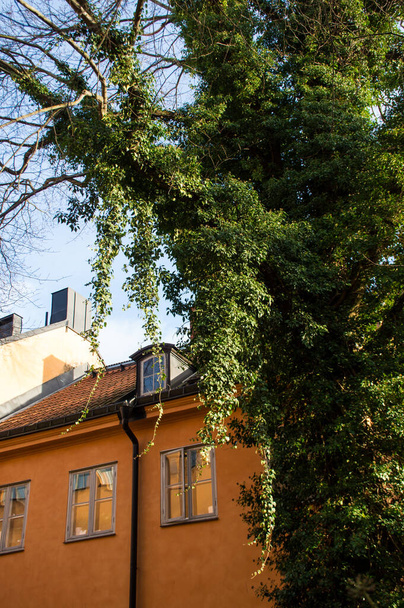 大きな木とツタ古い黄色の家とストックホルム - 写真・画像
