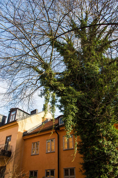 μεγάλο δέντρο με κισσό με παλιό κίτρινο σπίτι στο Stokholm - Φωτογραφία, εικόνα