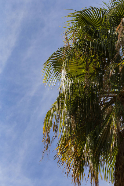 Washingtonia robusta, мексиканська фан-пальма. Ландшафт з щорічними тропічними рослинами. - Фото, зображення