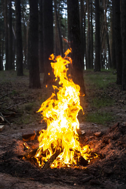 Csodálatos tűz az erdőben a fák hátterével szemben. Tábortűz az erdőben. A tűz narancssárga lángja - Fotó, kép