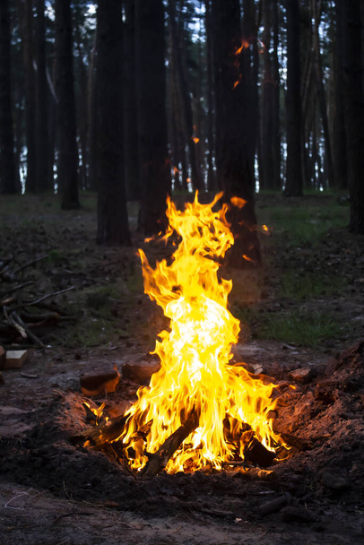 Erstaunliches Feuer im Wald vor einem Baumhintergrund. Lagerfeuer im Wald. Orangefarbene Flamme eines Feuers - Foto, Bild
