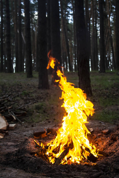 Increíble fuego en el bosque contra un fondo de árboles. Hoguera en el bosque. Llama naranja de un fuego
 - Foto, imagen