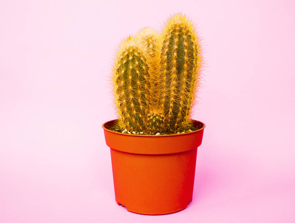Cactus in a pot. Pink color. Fresh fashion trend. - Fotoğraf, Görsel