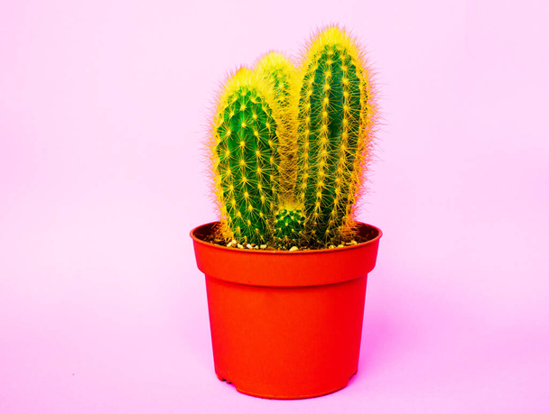 Cactus in a pot. Pink color. Fresh fashion trend. - Foto, Imagem