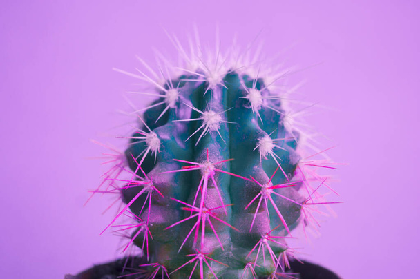 Cactus in a pot. Pink color. Fresh fashion trend. - 写真・画像