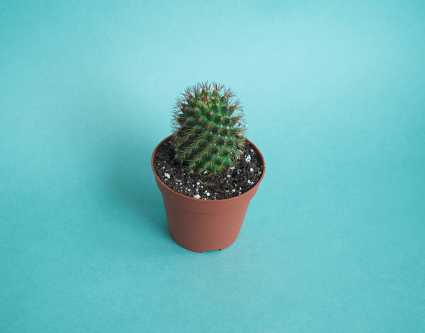 Cactus in a pot. Pink color. Fresh fashion trend. - Фото, зображення