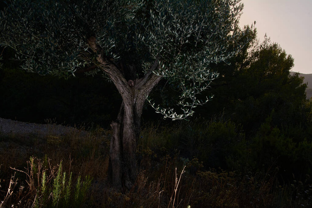 Оливковое дерево во мраке горы, тьма горы
 - Фото, изображение