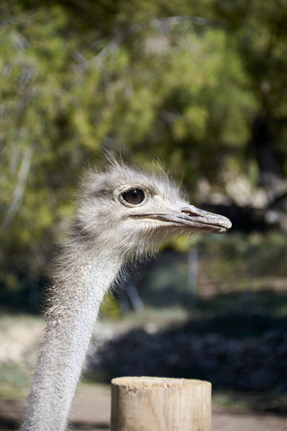 Дружелюбный страус, смотрящий любопытными глазами. Мать-природа
 - Фото, изображение