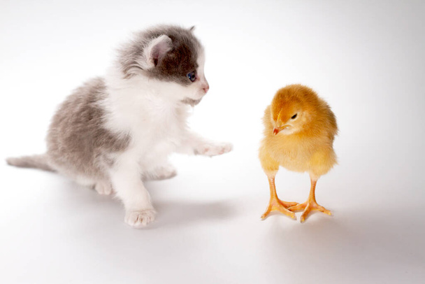kitten and chicken on a white background - Foto, afbeelding