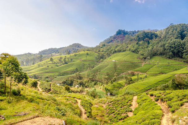 Kilátás a természetre és a teaültetvényre - Srí Lanka - Fotó, kép