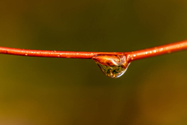 gota de agua en la rama de un árbol Un árbol en el bosque de otoño. Macro de una gota de agua
. - Foto, Imagen