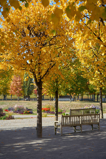 Bäume mit Herbstfärbung in einem öffentlichen Park in Magdeburg - Foto, Bild