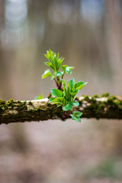 Vorfrühling Ast spritzt frisches Grün Nahaufnahme im Wald flache Schärfentiefe 2020 - Foto, Bild