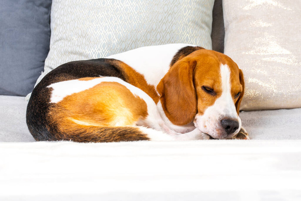 The dog sleeps on a couch. Beagle dog copy space background - Photo, Image
