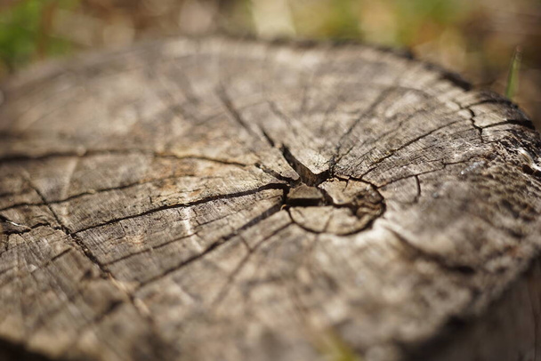 alter Baumstumpf in den Rissen, Makrofoto. - Foto, Bild