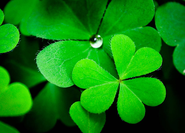 Close Up trébol de tres hojas en verde de fondo, San Patricio celebración del día símbolo de vacaciones
 - Foto, imagen