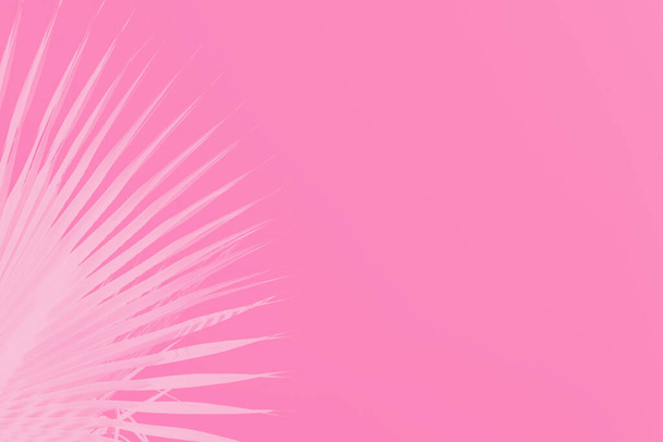 Пальмове листя на яскраво-рожевому тлі. Мінімальна концепція. Копіювати простір
 - Фото, зображення