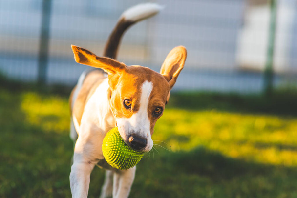 Pies beagle biegnie w ogrodzie w kierunku kamery z zieloną kulą. Słoneczny pies przynoszący zabawkę. Przestrzeń kopiowania. - Zdjęcie, obraz