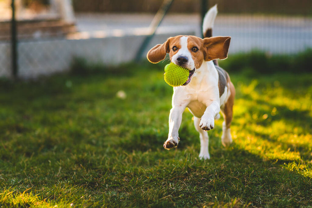 Pies beagle biegnie w ogrodzie w kierunku kamery z zieloną kulą. Słoneczny pies przynoszący zabawkę. Przestrzeń kopiowania. - Zdjęcie, obraz