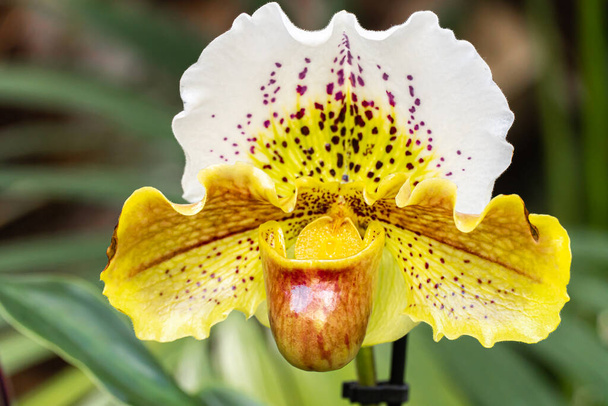 Piękna Orchidea Paphiopedilum kwiaty kwitną wiosną ozdobić piękno przyrody zbliżenie - Zdjęcie, obraz